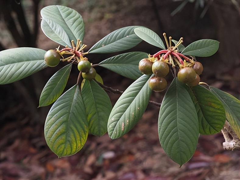 最厉害植物名称大全,5种类型植物名称