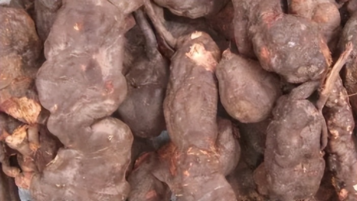 「品牌展播」中国地理标志农产品品牌展播（河南商丘篇-下）