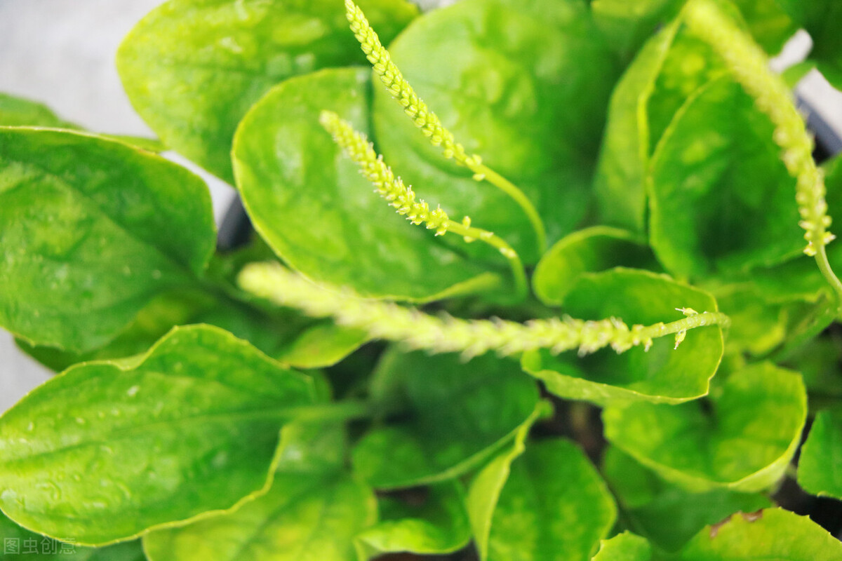 名字很土但很好吃的中国食物,名字不好听但却美味的野菜