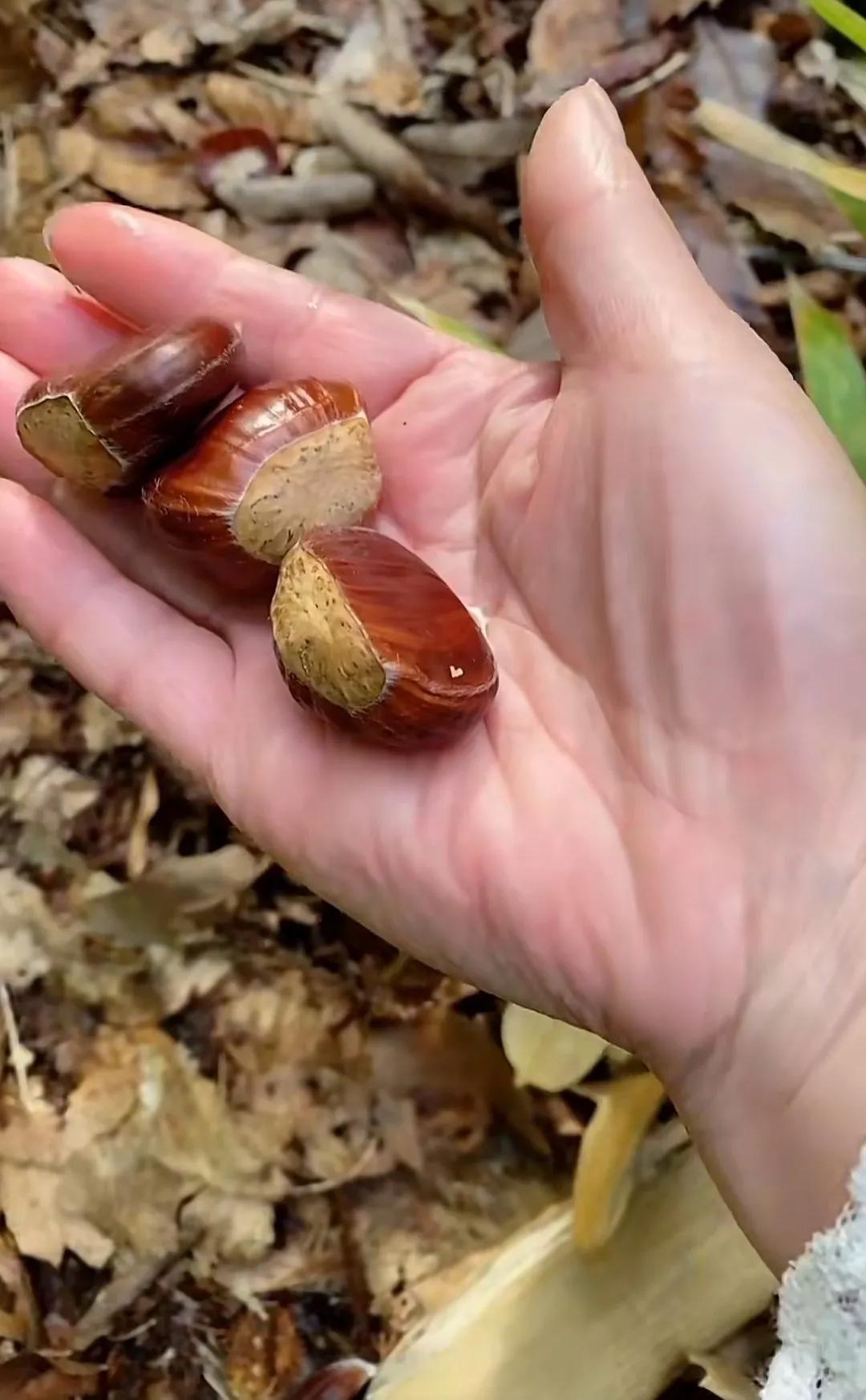 辽宁美女去荷兰寻找机会，偶遇荷兰男子，发现荷兰人喜欢中国文化