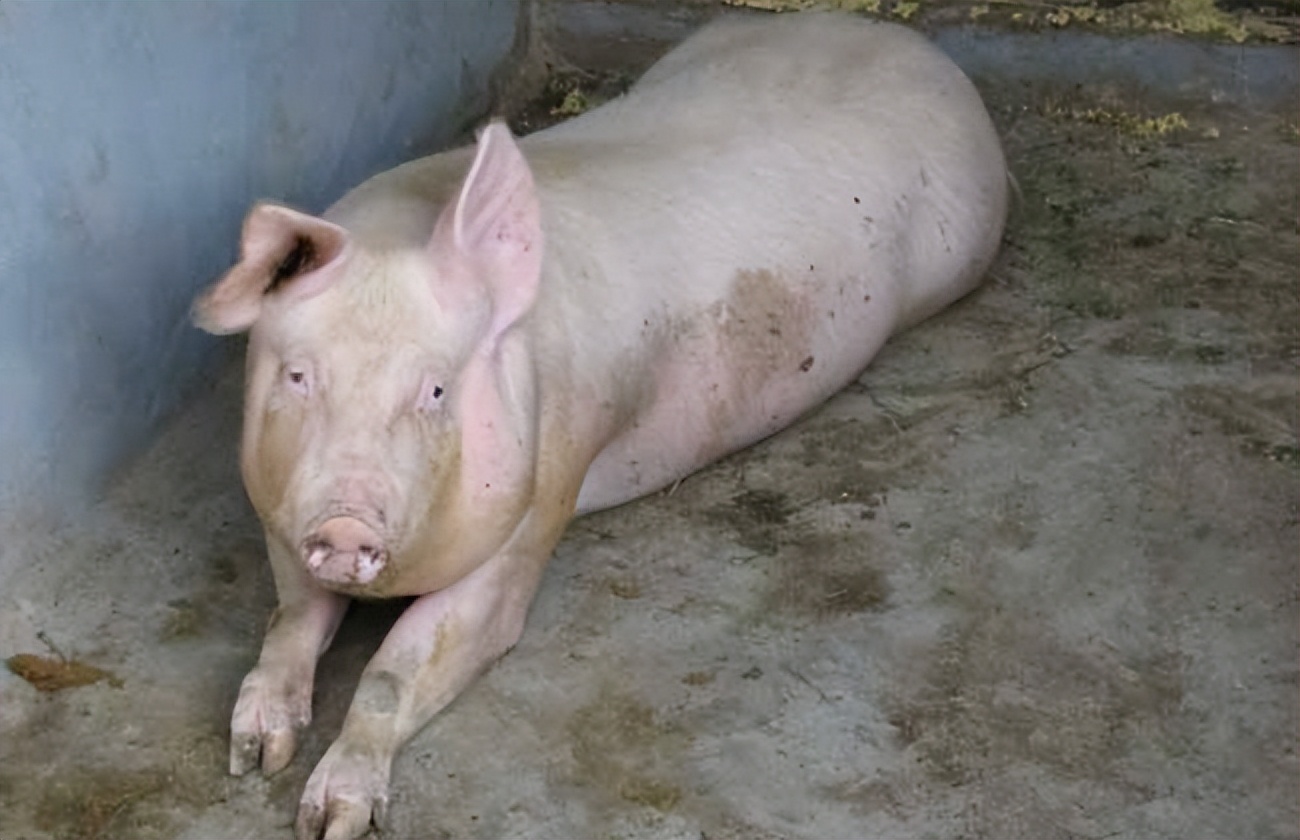 猪身上痒痒用什么药,猪身上痒老是在墙上擦是什么原因