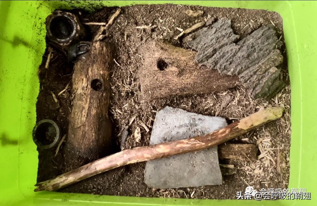 野生中华大扁锹如何繁殖,中华大扁锹繁殖用什么