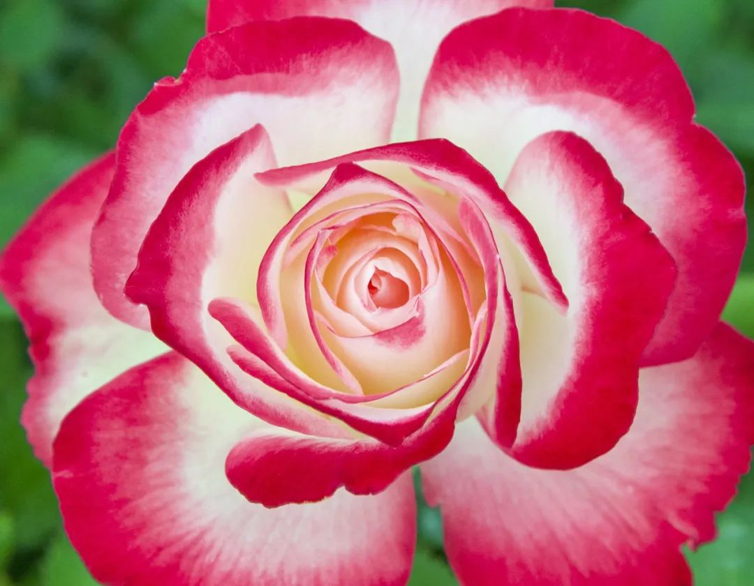 比较鲜又好养的月季品种,最值得养的大花浓香月季品种