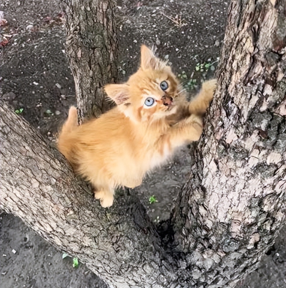 夫妇出门捡到一只小橘猫，养了两个月后发现猫咪不太对劲