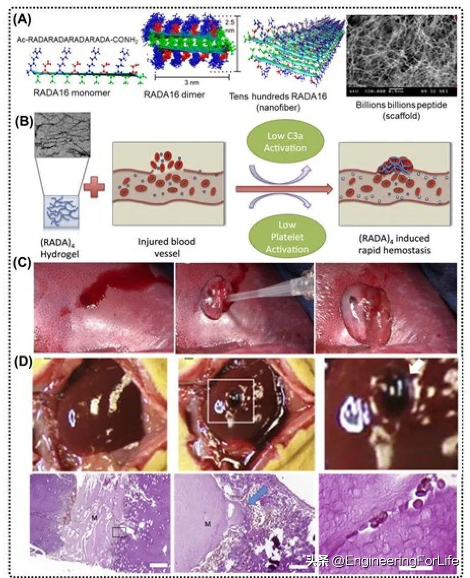 基于dSAP生物材料的纳米止血剂--从实验室到临床的科学之路
