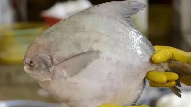 鱼类食材大全名称图片,鱼类菜谱大全100种