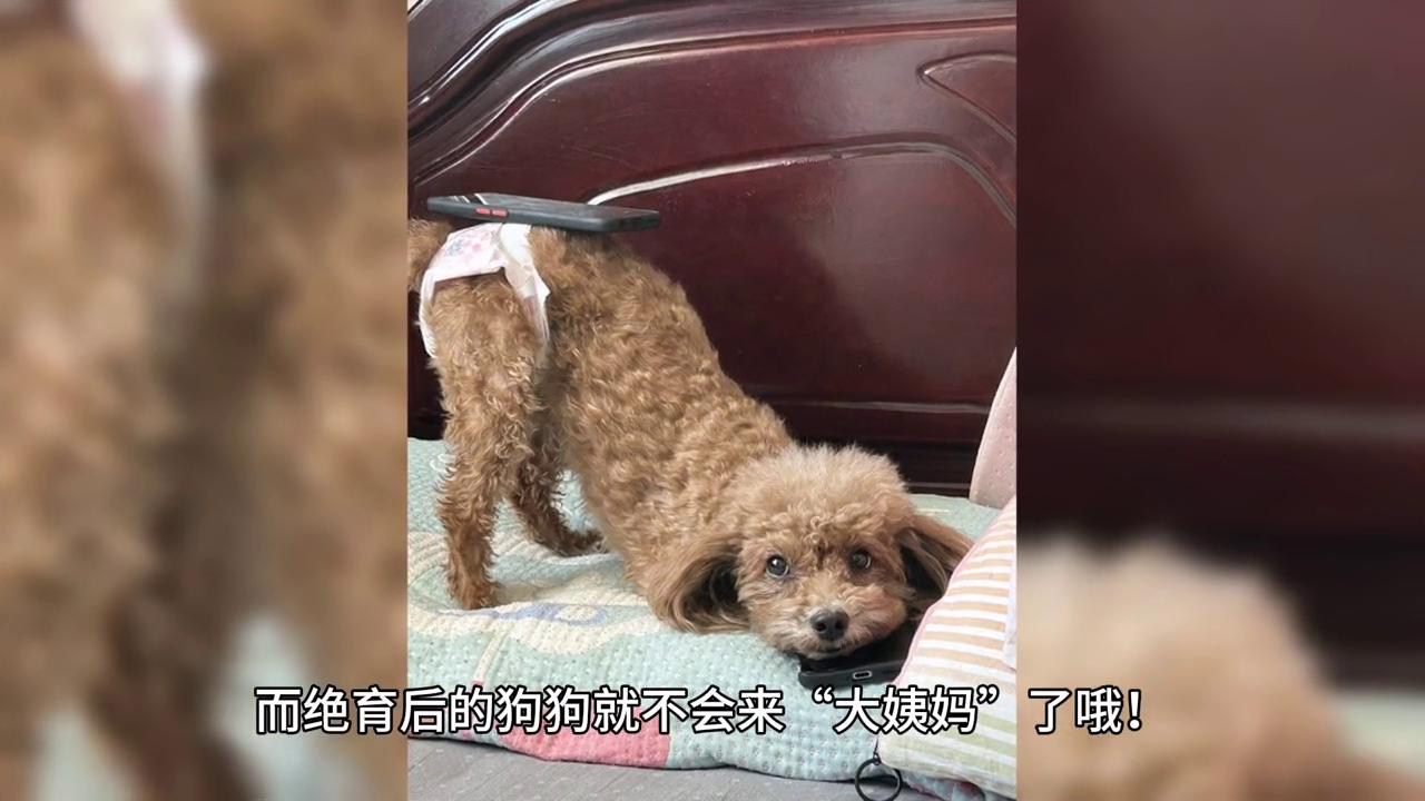 柴犬生理期不穿生理裤,柴犬大姨妈流血