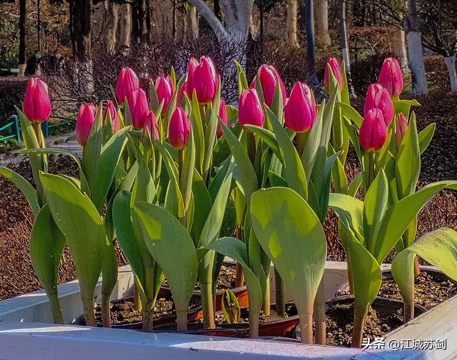 娇艳郁金香花,郁金香花含苞欲放有初夏的味道