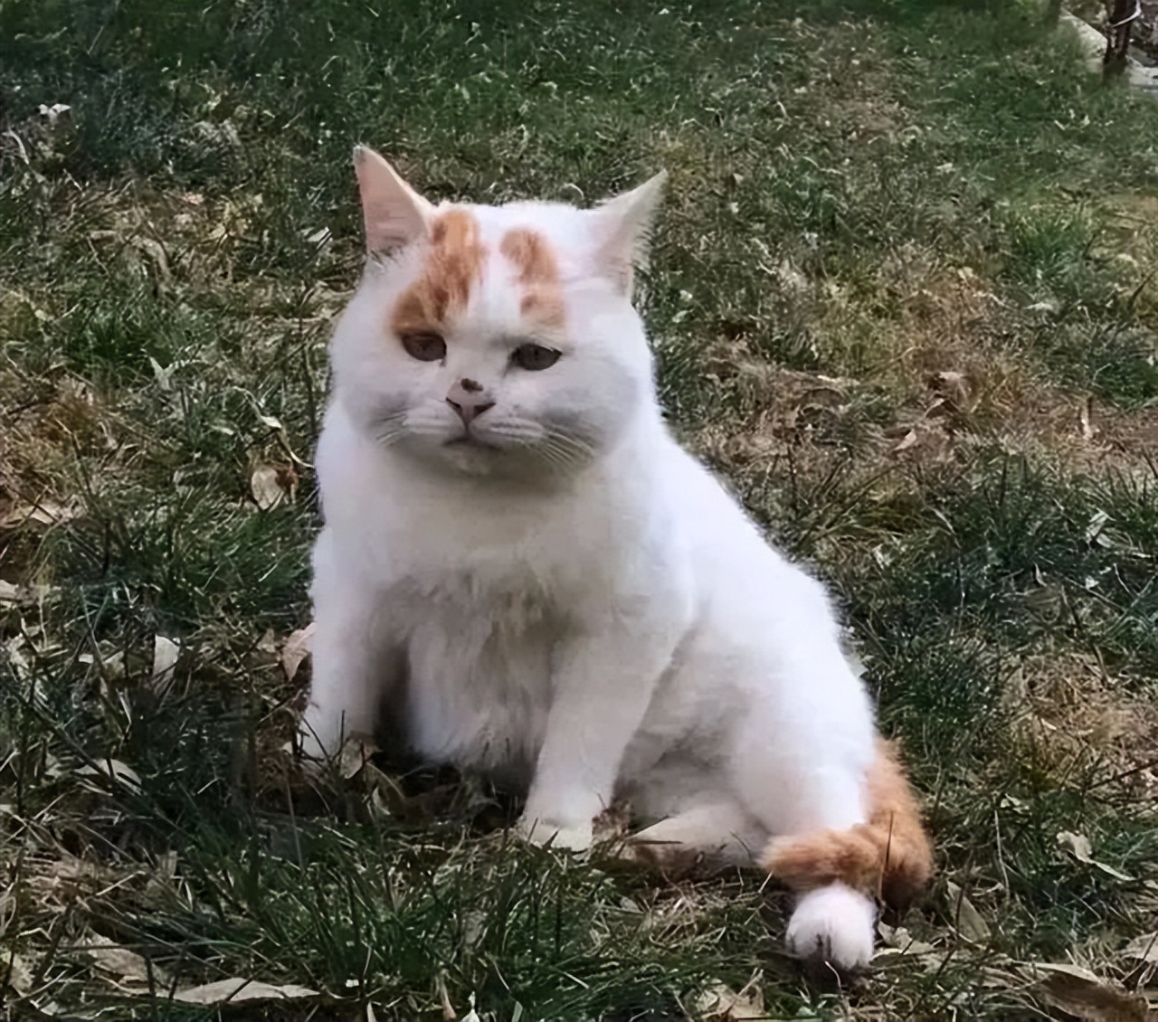 古代猫咪的名字都叫什么,猫咪在古代的名字有哪些