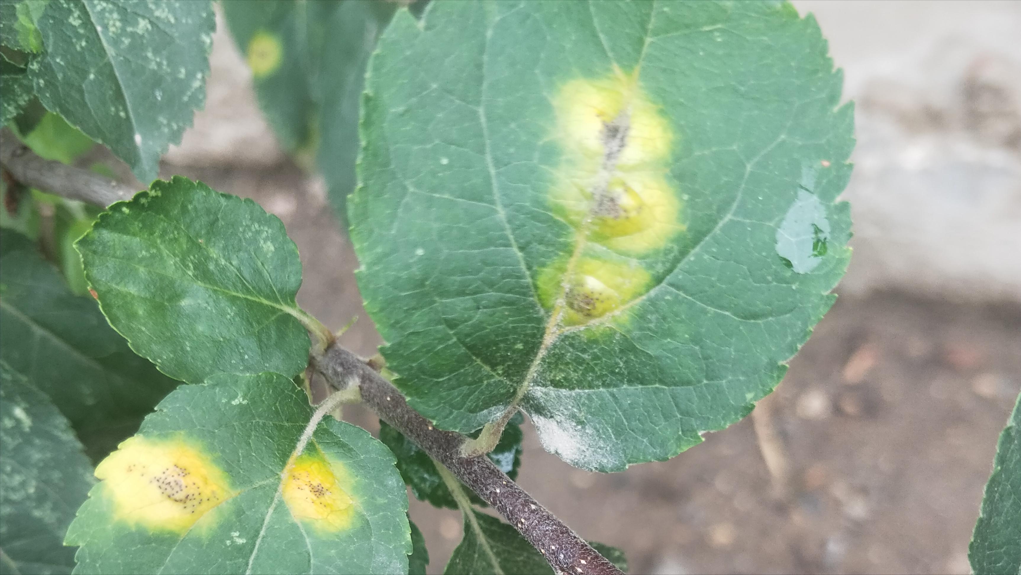 苹果树枝上长白毛怎么治疗,苹果叶子上长羊胡子怎么办