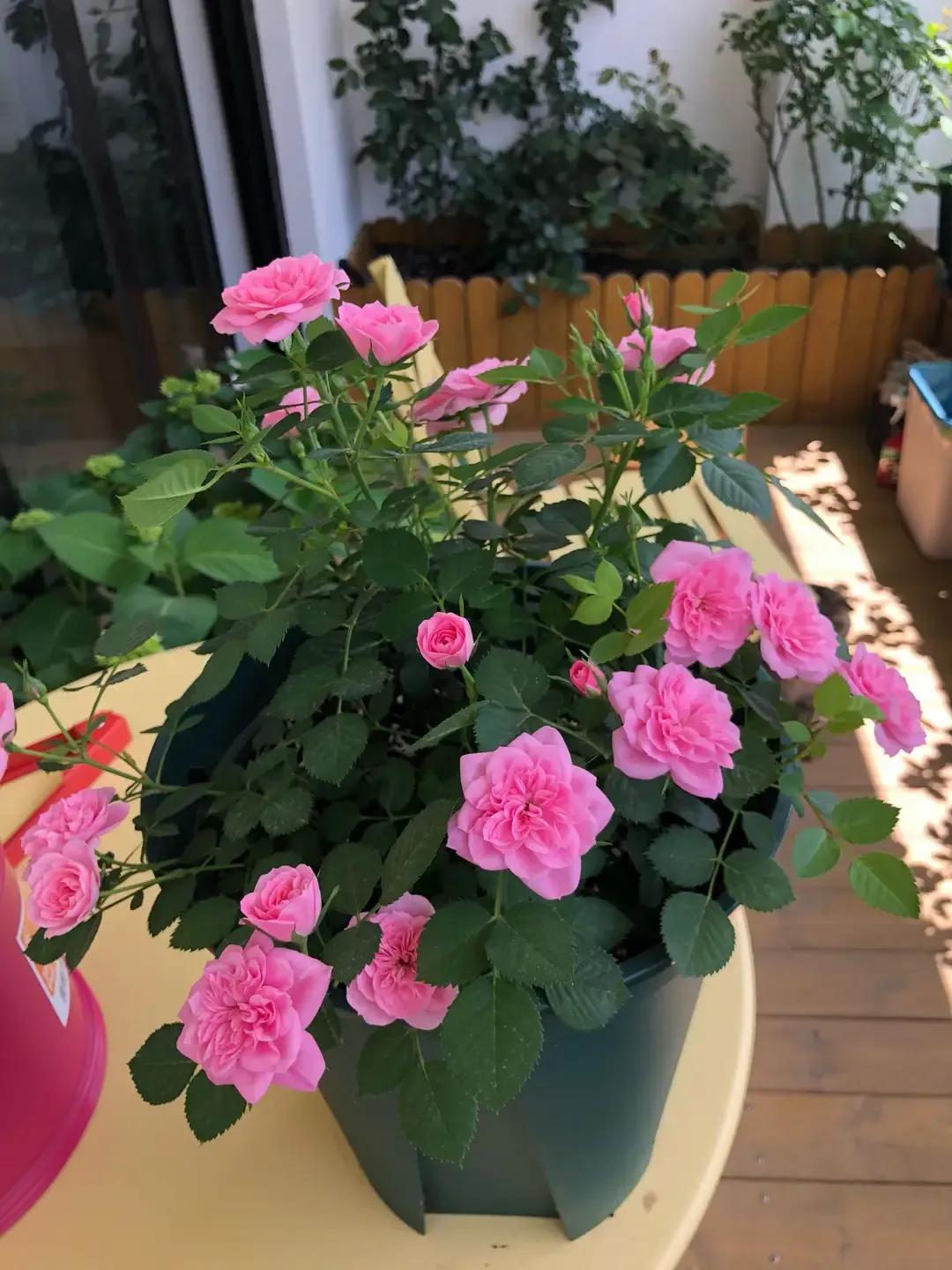 恋人印记,恋人烙印