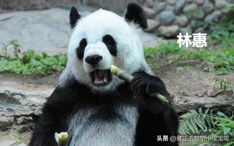 目前在国外的大熊猫有几只,大熊猫国外租借了多少只