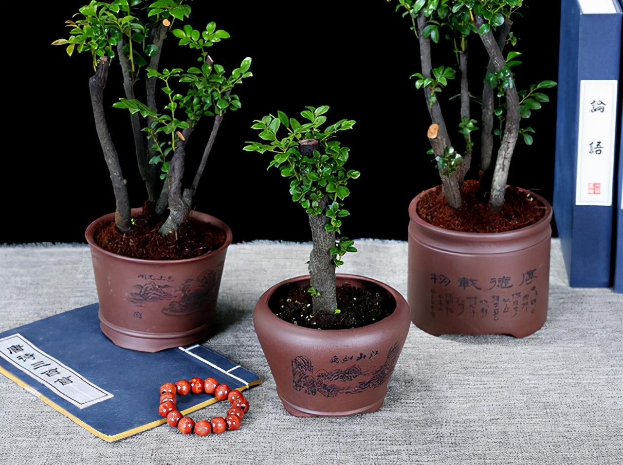 大型小叶紫檀盆栽摆客厅好吗,小叶紫檀盆景放客厅好吗