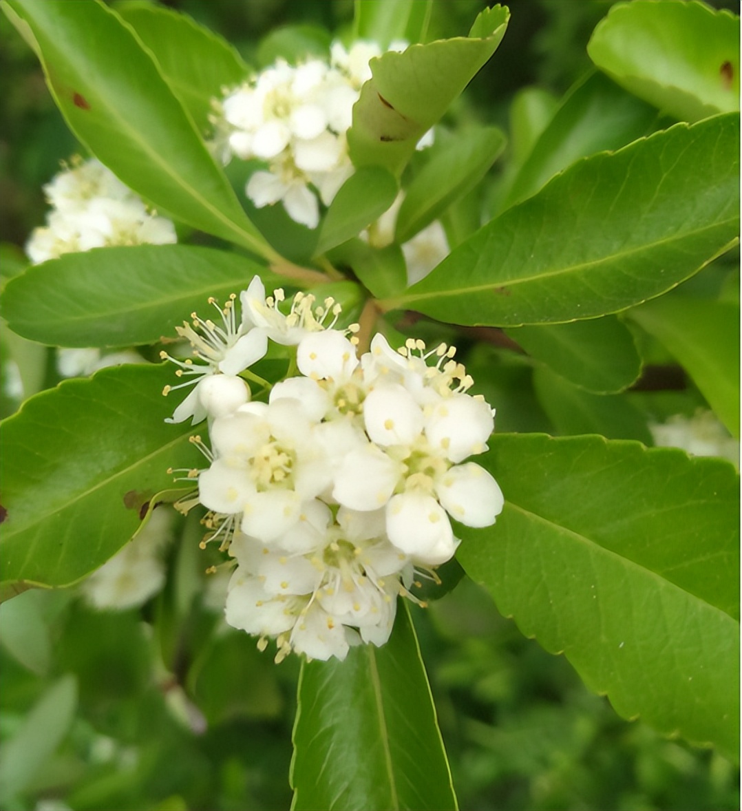 石楠花为什么种这么多,石楠花很臭为什么会大面积种植