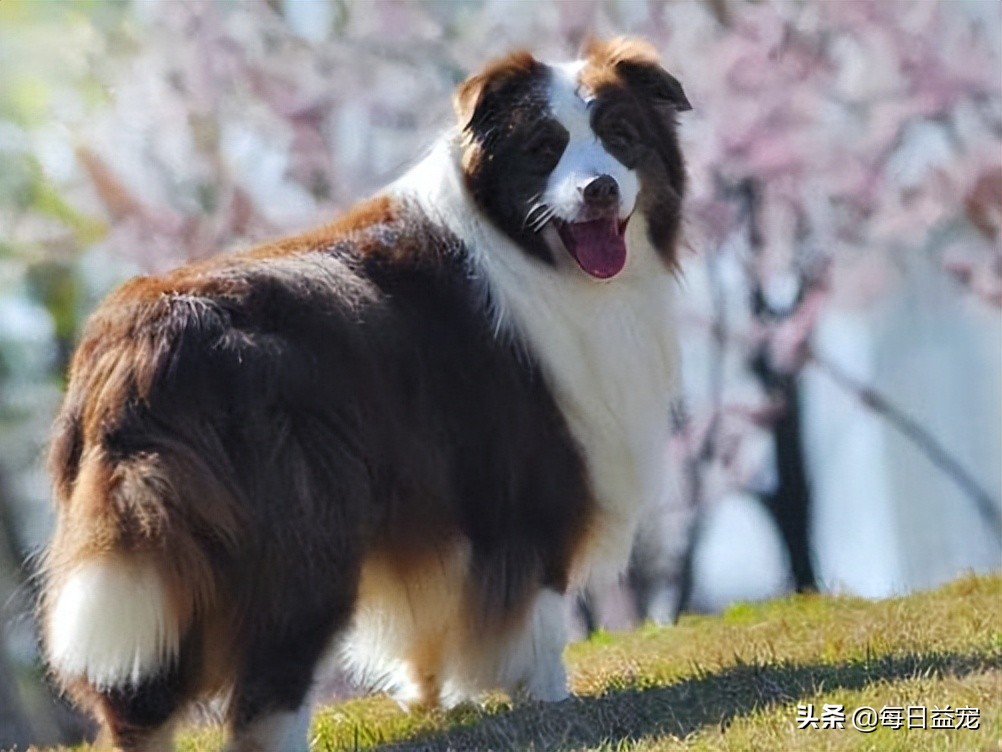 边牧受到虐待被救后拥抱新主人,长期被虐待的边牧