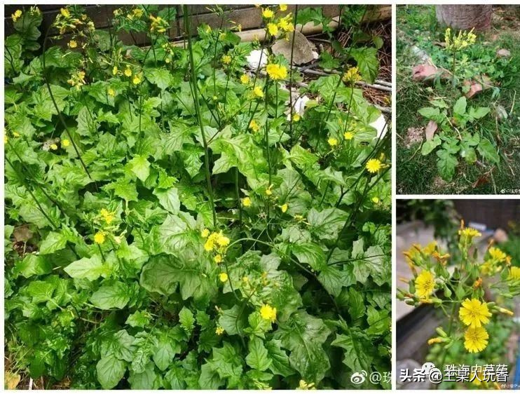 石家庄挖野菜攻略,挖野菜攻略