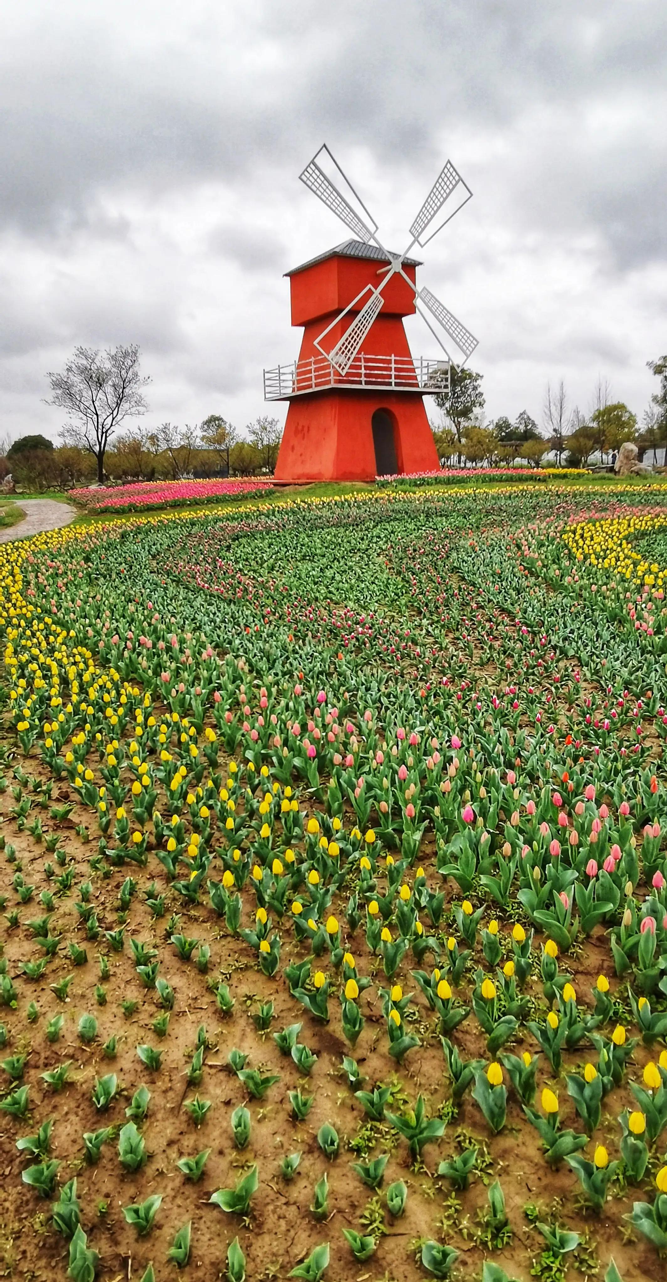 湖北宜昌花海赏花,枝江同心花海四月有什么花