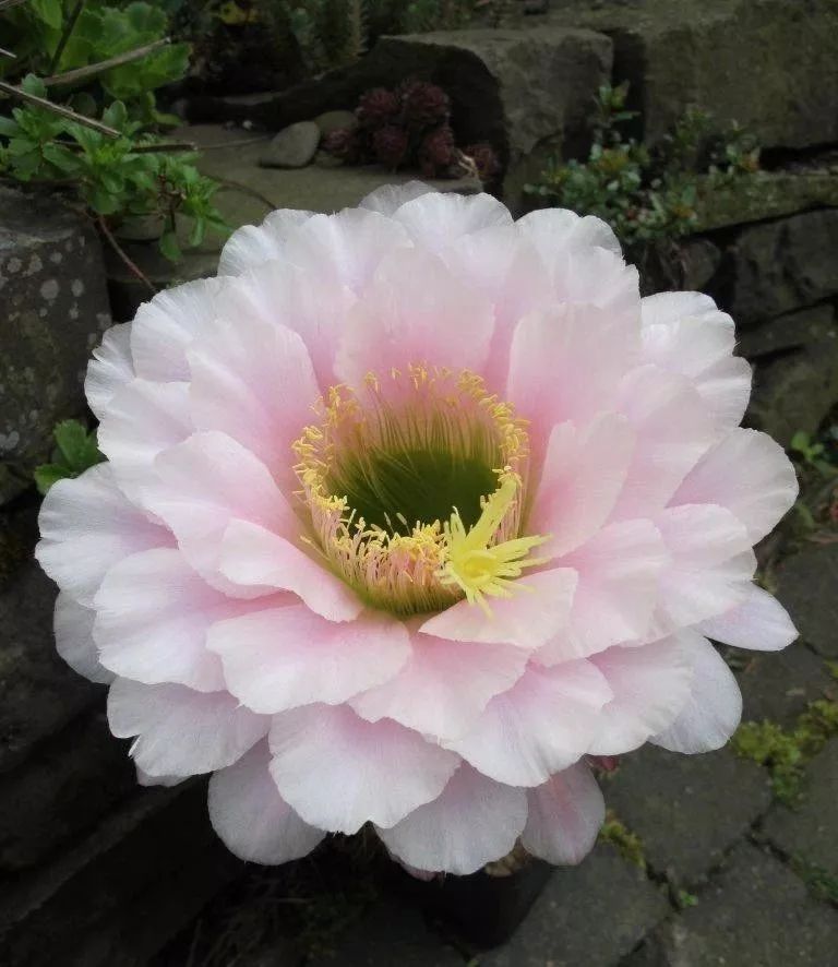 200种·仙人球开花图鉴，大开眼界，美到爆