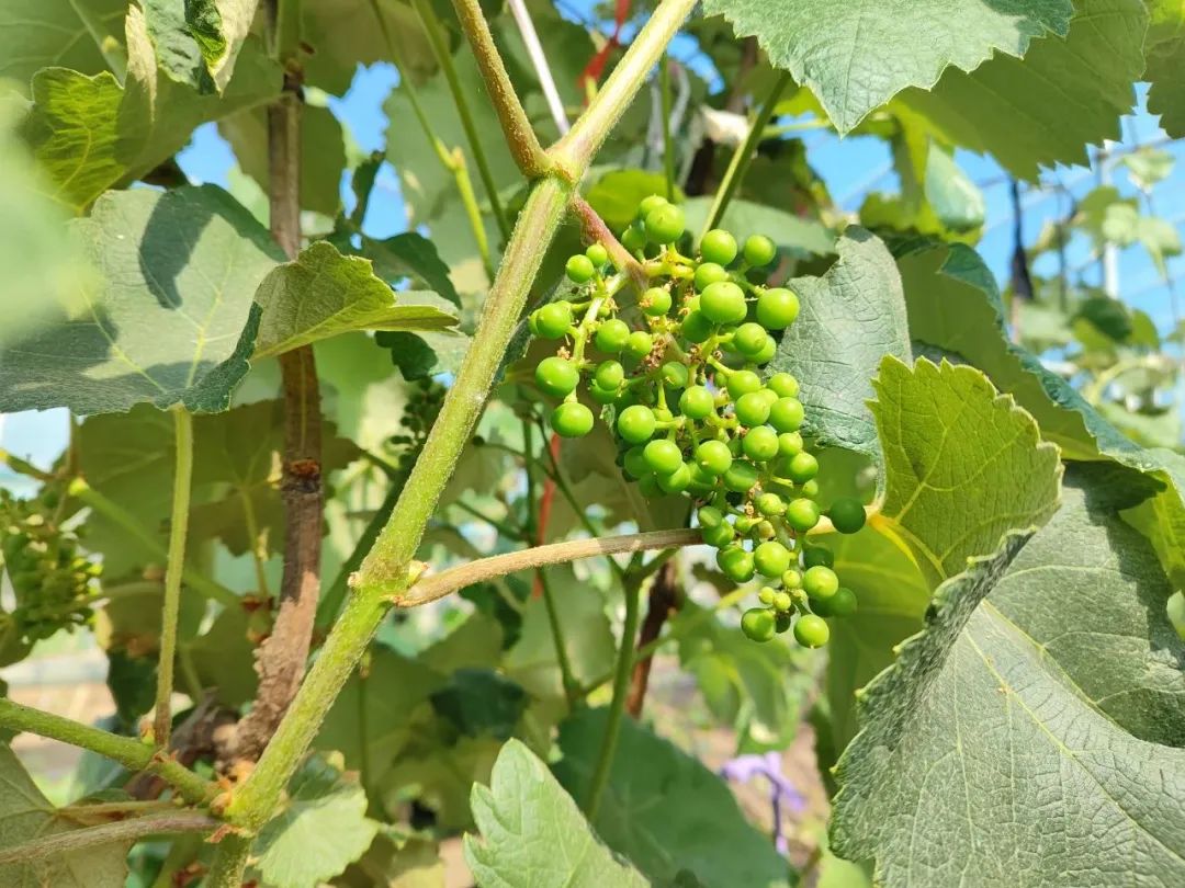乡村振兴产业发展促丰收,乡村振兴大棚葡萄