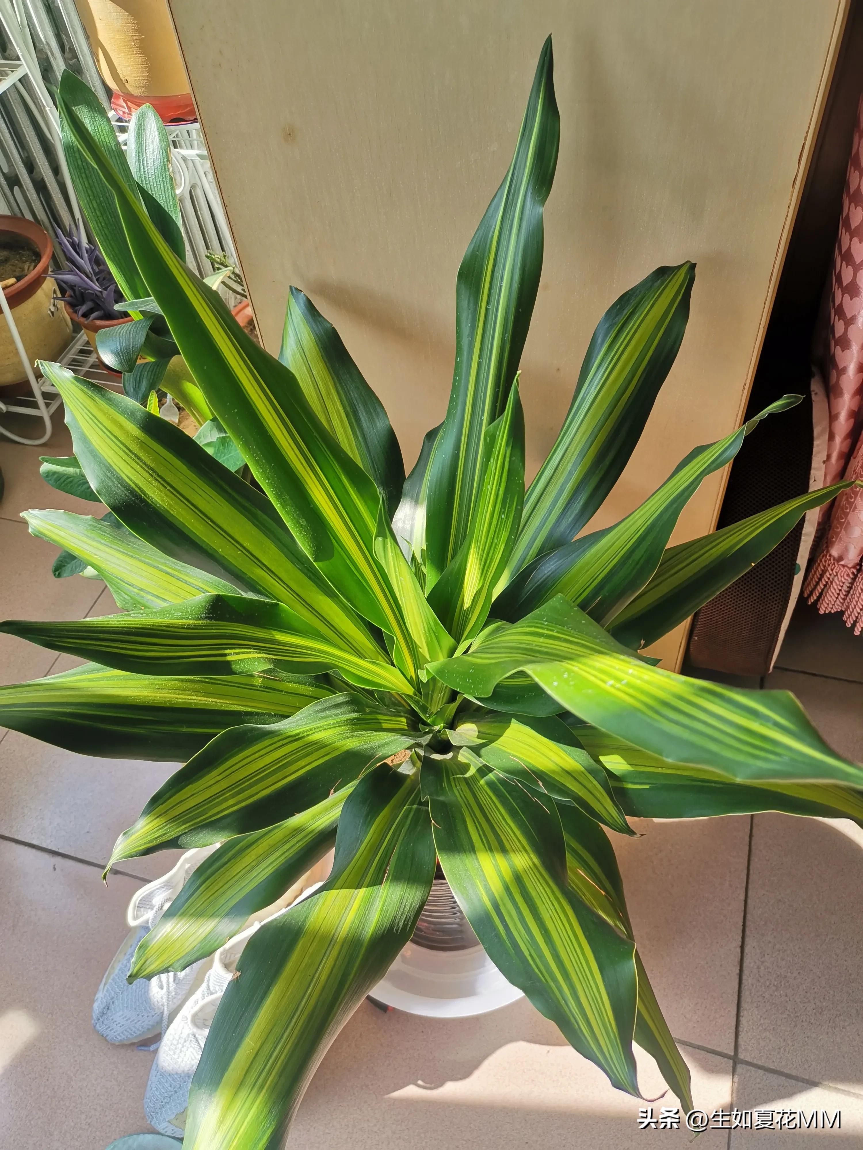 巴西铁木多高最好,巴西铁木为什么总往高长不往粗长