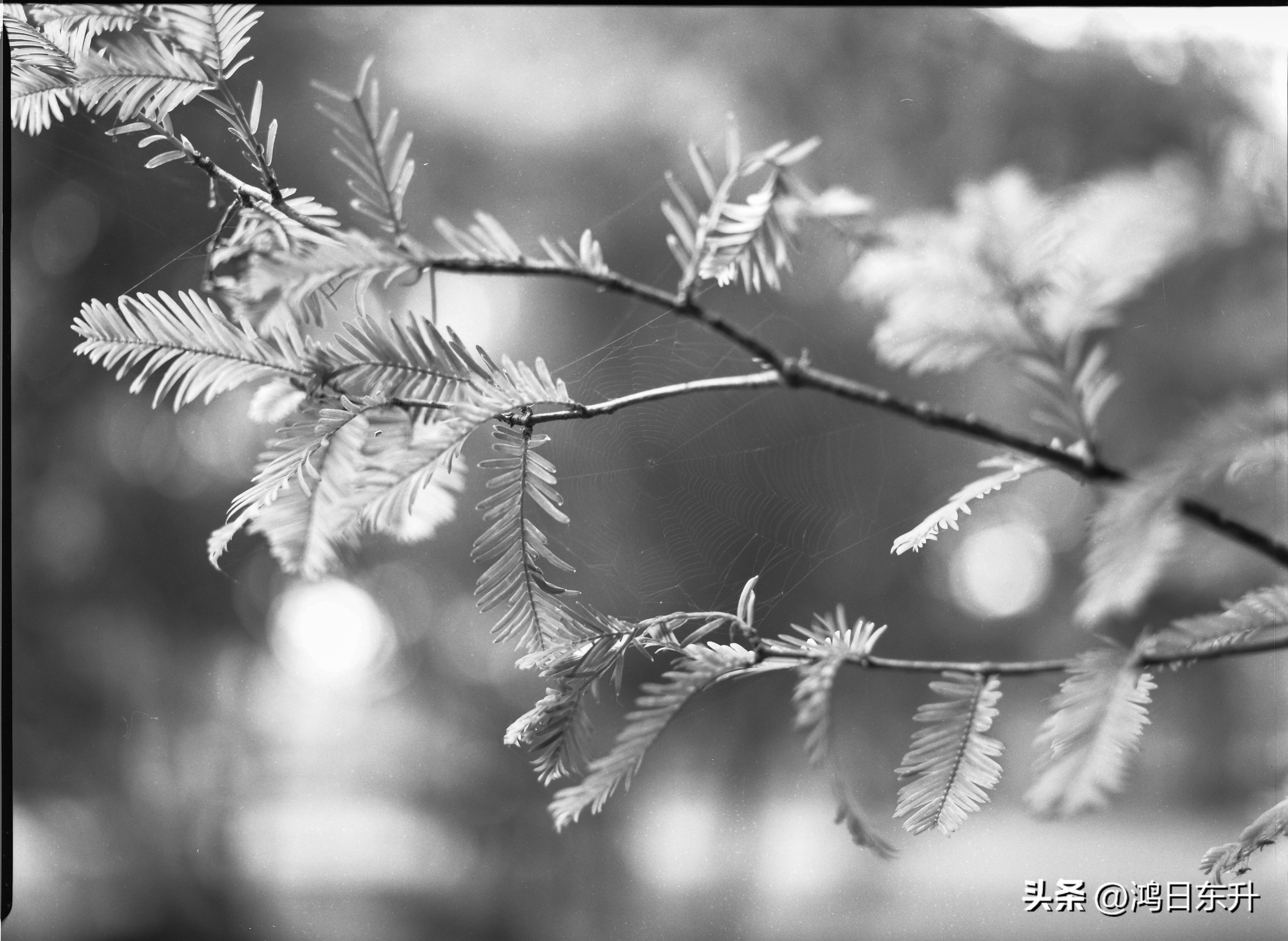 宾得645Nii老胶片相机值得拥有