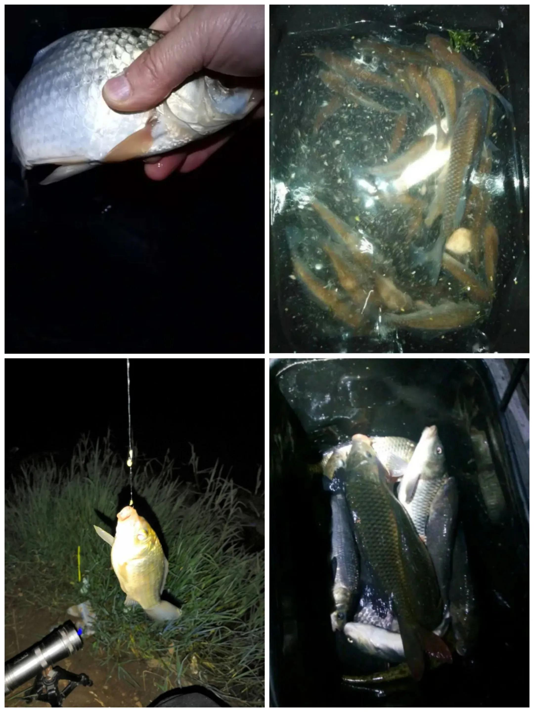 钓鱼小药使用的讲解方法,钓鱼小药分类与使用技巧