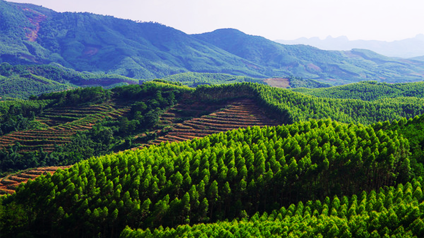 广西漫山遍野的桉树,桉树底下不长草其实是有原因