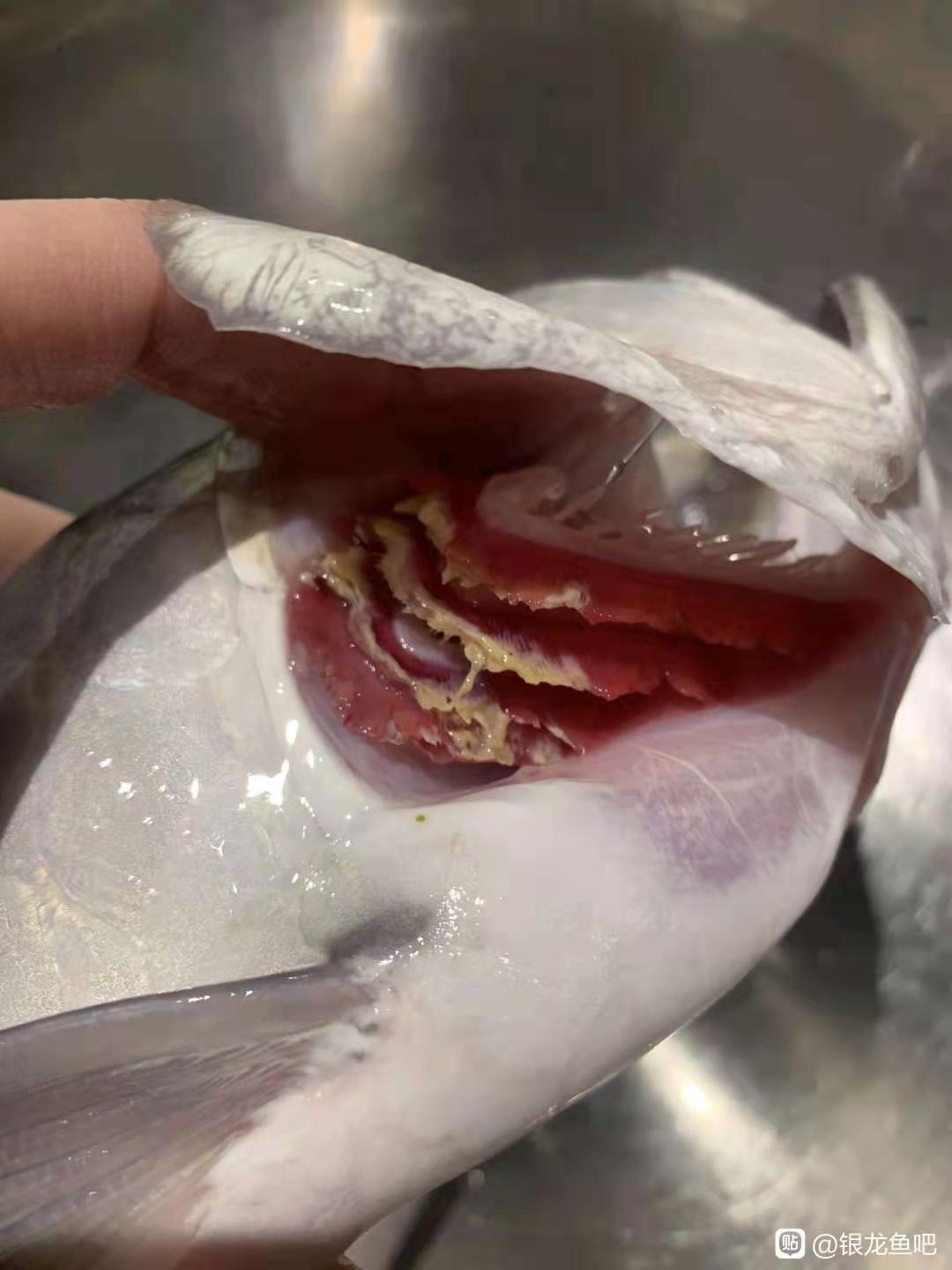 龙鱼病害防治图片,龙鱼常见疾病表现图片