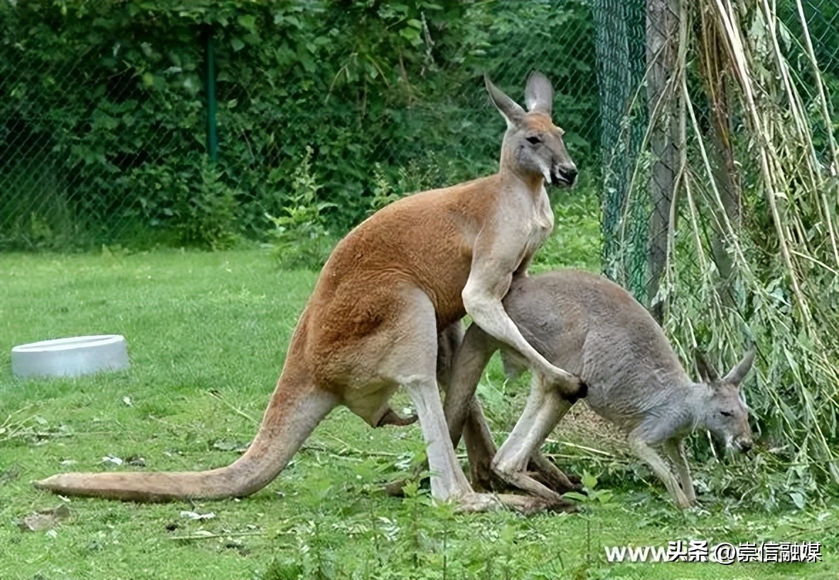 《独行月球》里的肌肉袋鼠“刚子”，真的能踹飞沈腾吗？