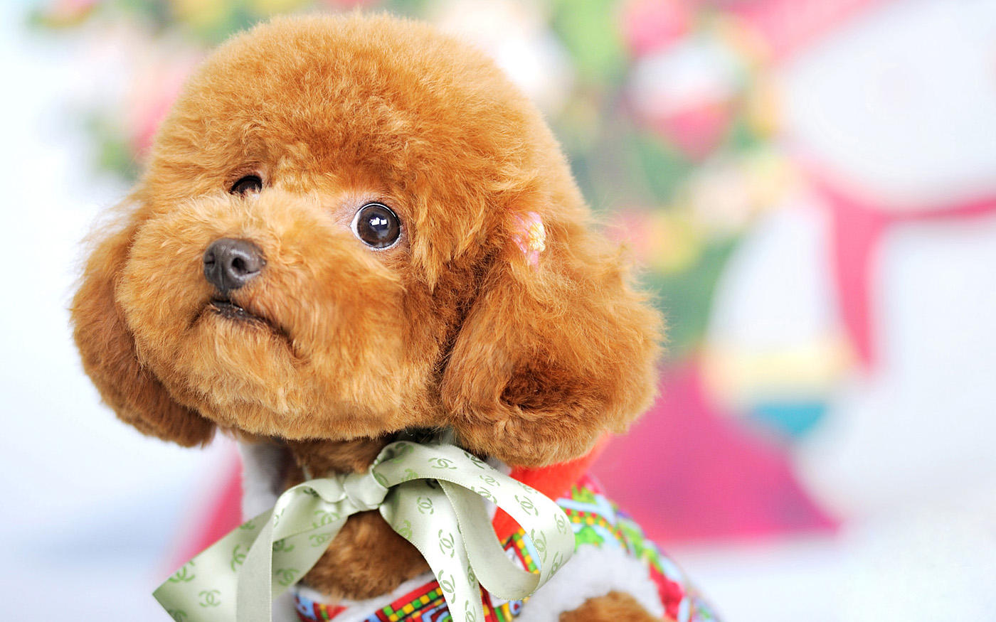 铲屎官有多宠宠物,铲屎官宠爱狗狗