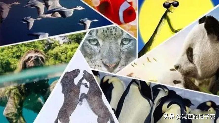 生物多样性的保险价值，在经济学框架中有何意义？