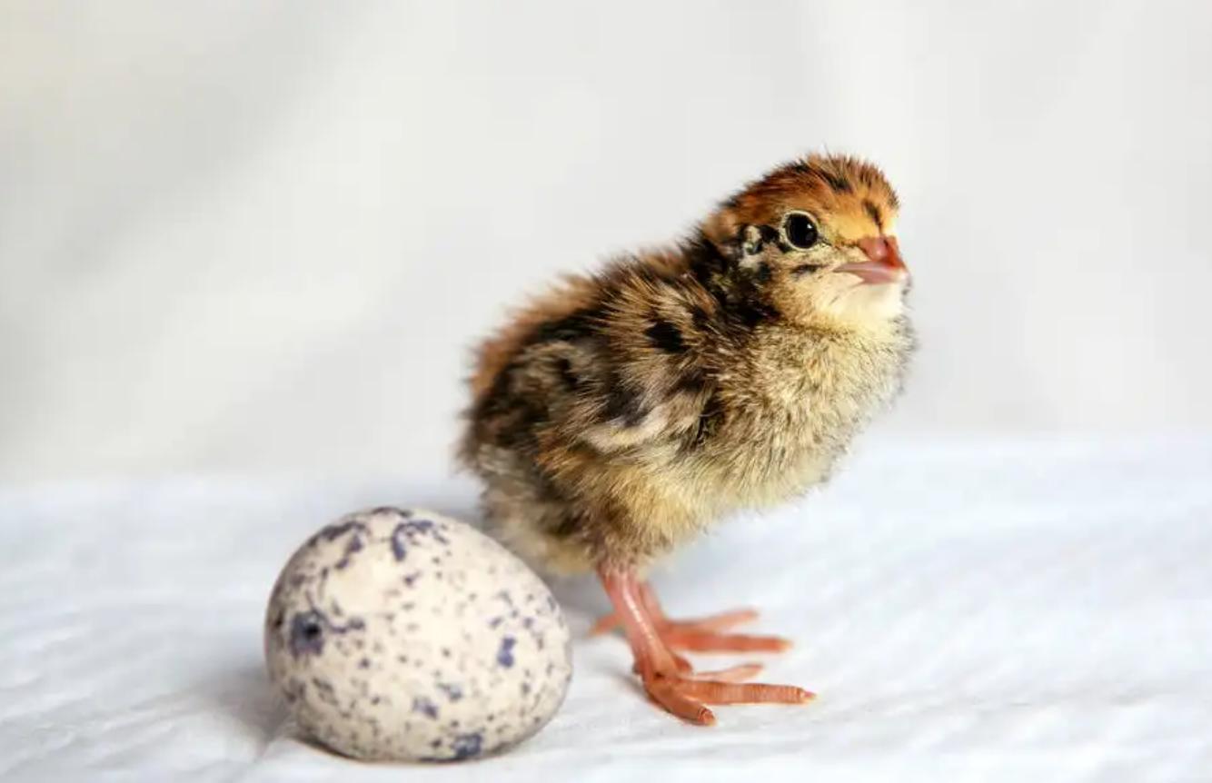 鹌鹑悲惨一生,鹌鹑的悲惨人生