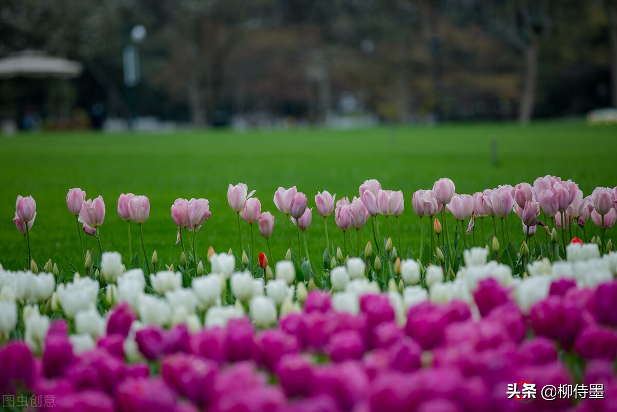 如何拍郁金香才有意境,郁金香拍照姿势怎么拍好看