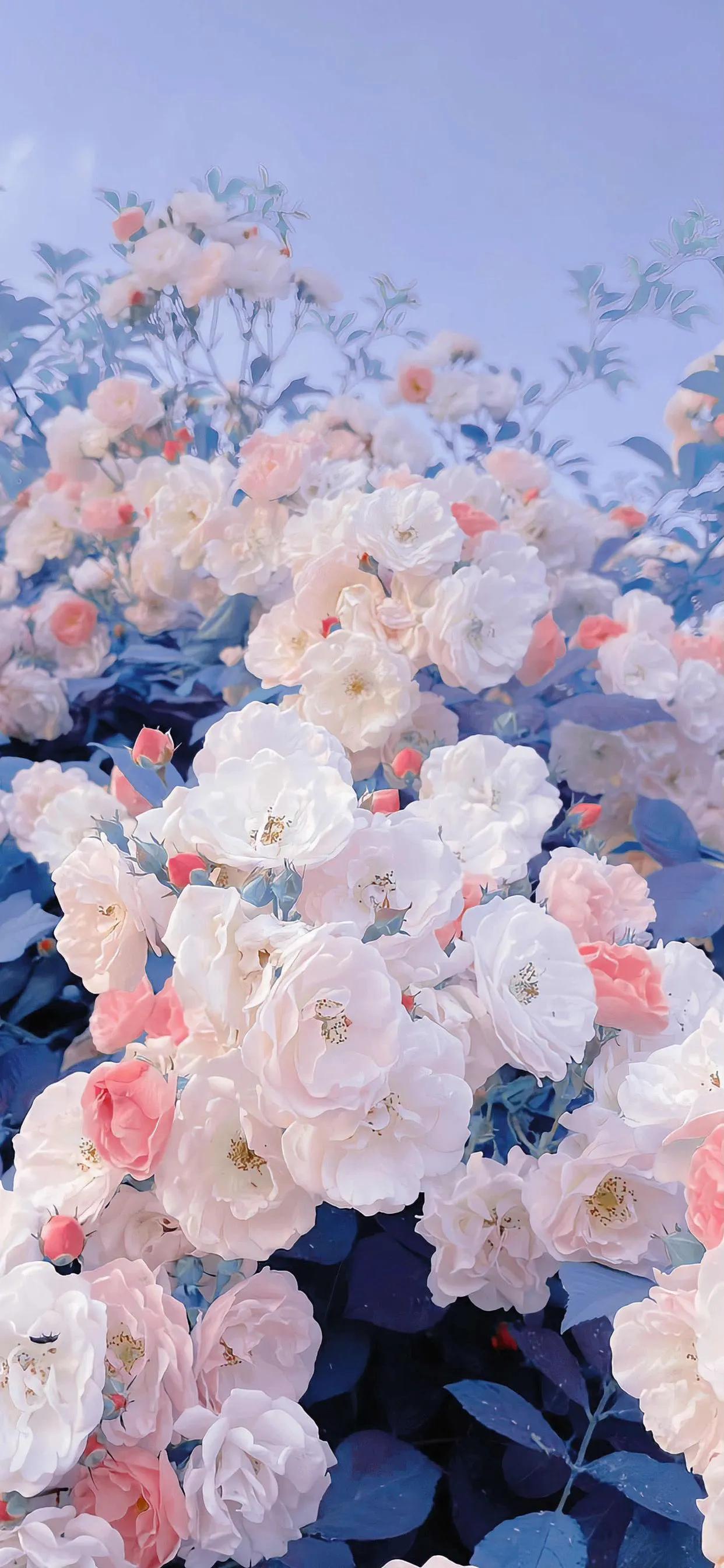 苹果14超清壁纸图片,苹果14高清壁纸4k全屏动漫