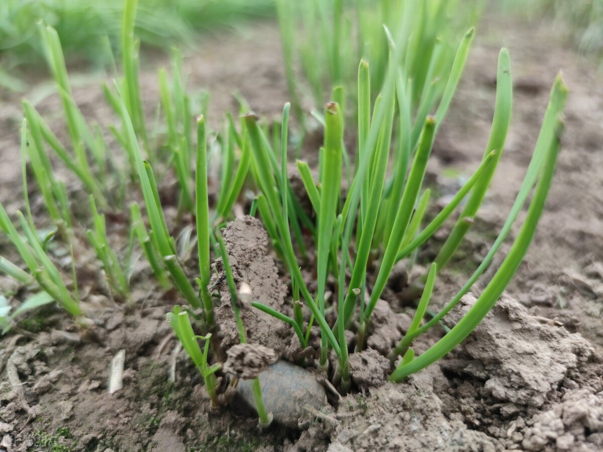 日有寸进全文,日有寸劲下一句