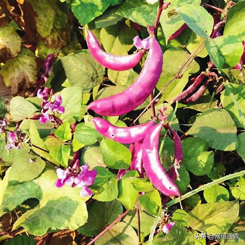 天津开展“原种”保卫战已搜集整理656份种质资源