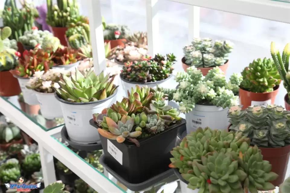 12月的第一天就等不及想炫耀这家女生天堂