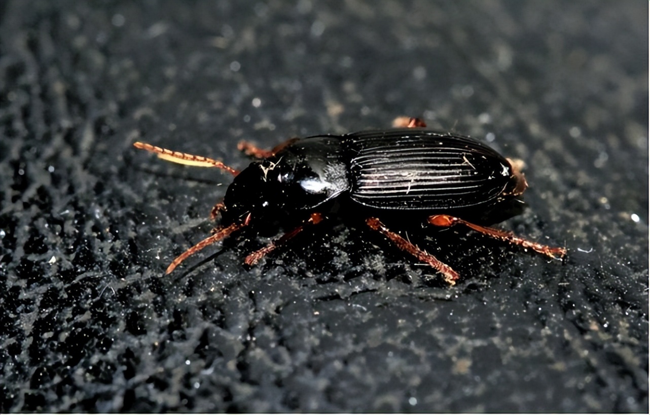 家里出现小黑蟑螂,人类投放蟑螂到火星