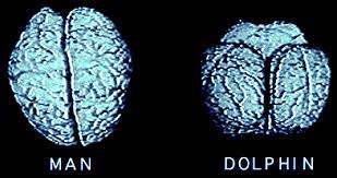 海豚的生殖方式,雄海豚和雌海豚是如何繁衍的