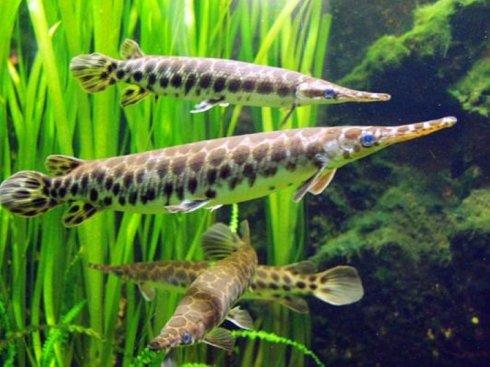 为什么鳄雀鳝能存活1亿年,捕捉一只鳄雀鳝有多难