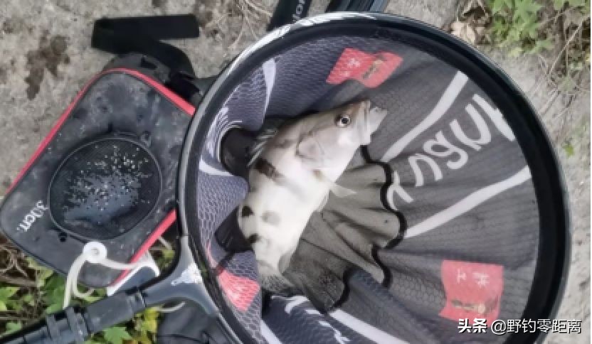 台钓钓到大鱼该怎么跟他溜鱼,台钓鳜鱼选位怎么选最好