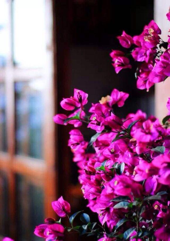 大理丽江自由行攻略,云南丽江泸沽湖旅游攻略自助游