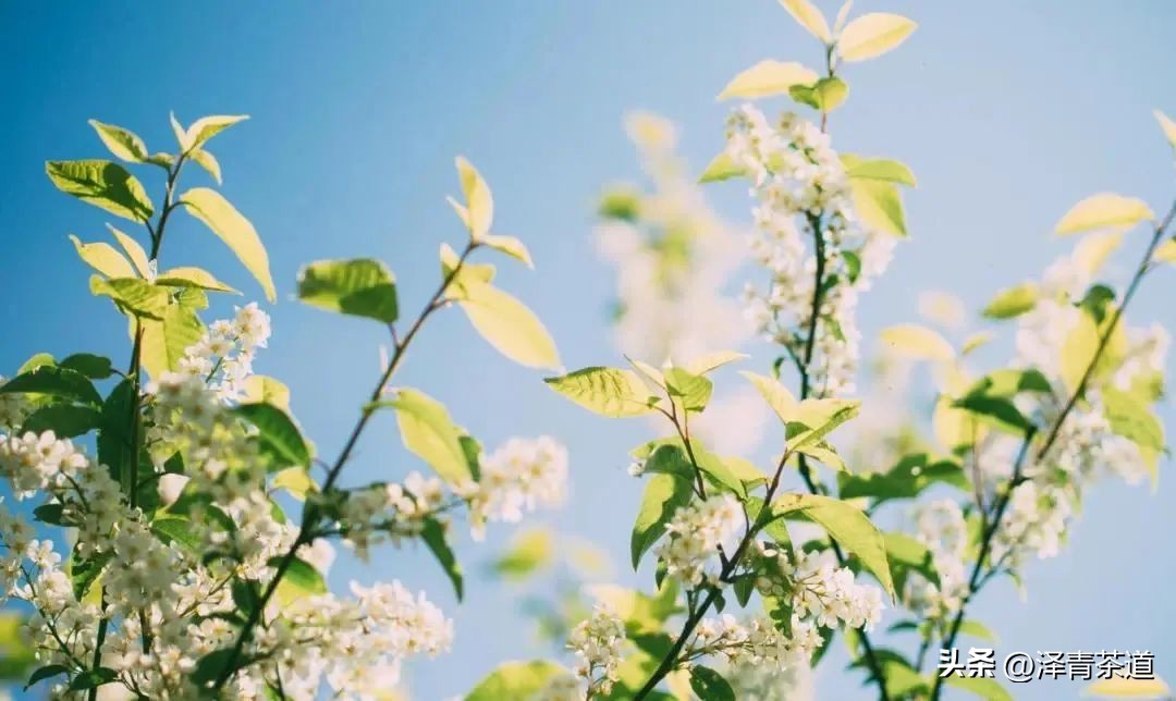 写春天的著名唐诗宋词加赏析,十首描写春天的宋词