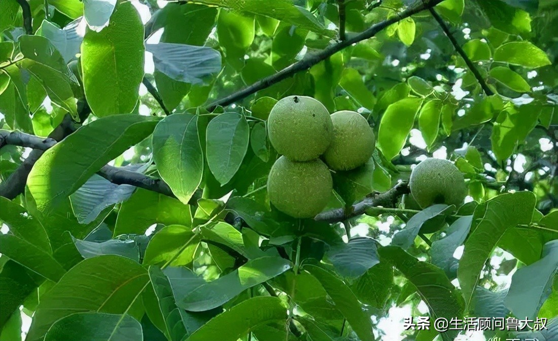 天府之国是该火一把了