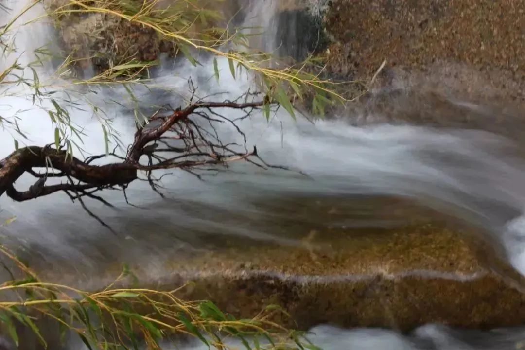 【上饶天下SHOW之广信区】中华蜜蜂谷:藏在五府山竹海密林中的蜜蜂“乐园”