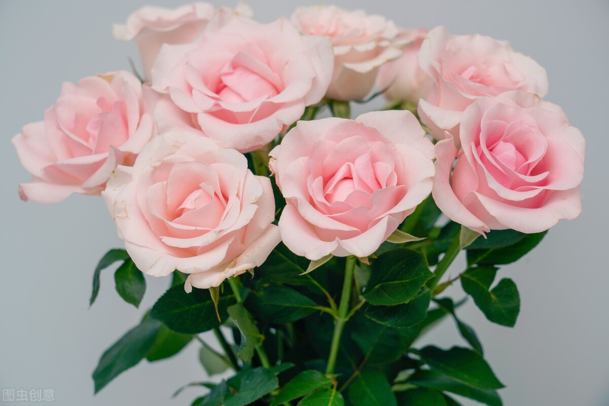 6朵香槟玫瑰的花语,常见玫瑰花语及传说