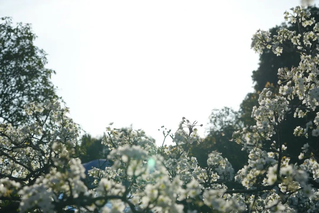 成都市区现实版桃花源记在哪里,成都公交可达的古镇