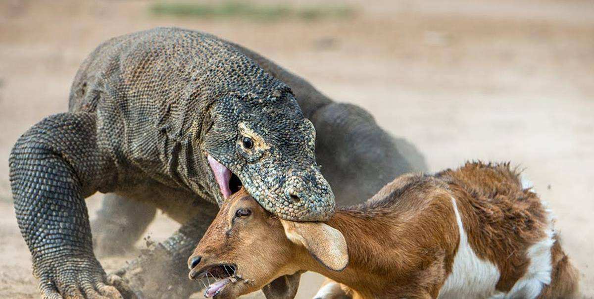 科莫多龙靠舌头猎食,科莫多龙捕食真实视频