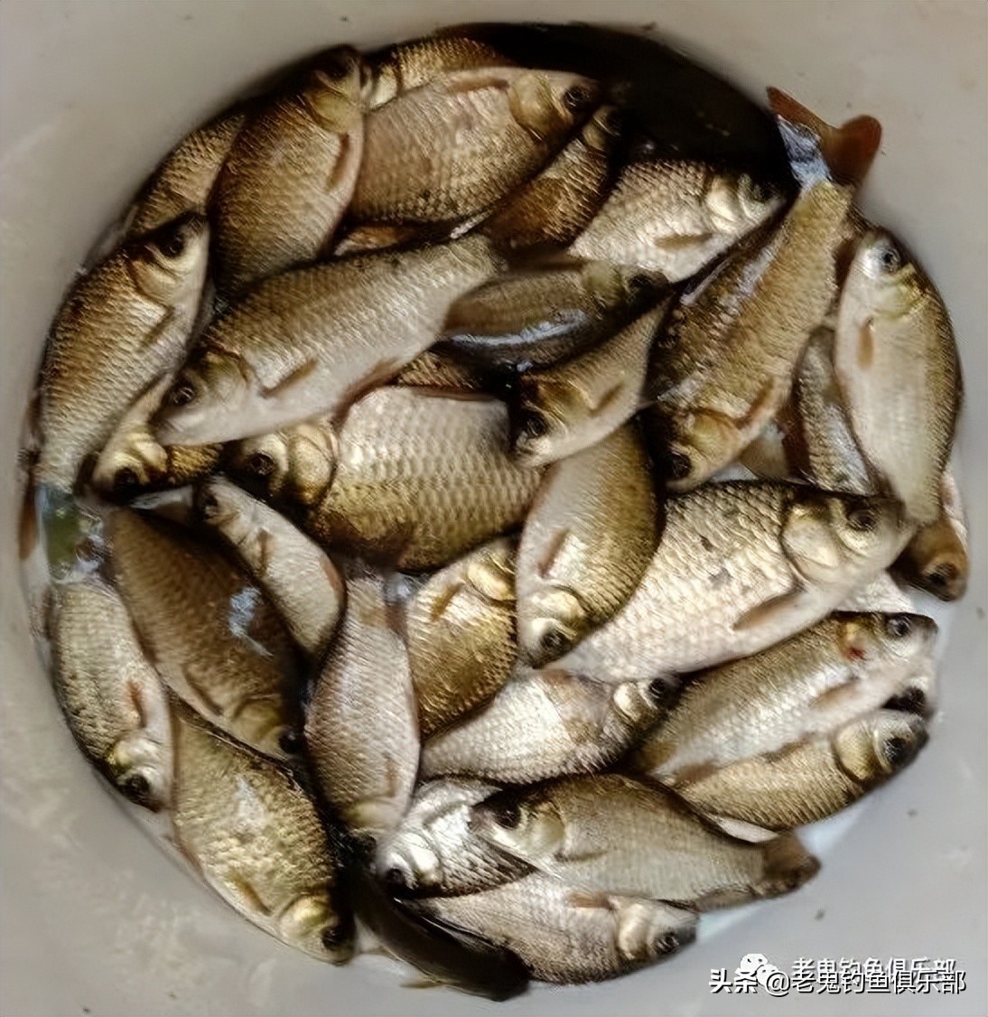 *战野**之王单开,搞定野河鲫鱼