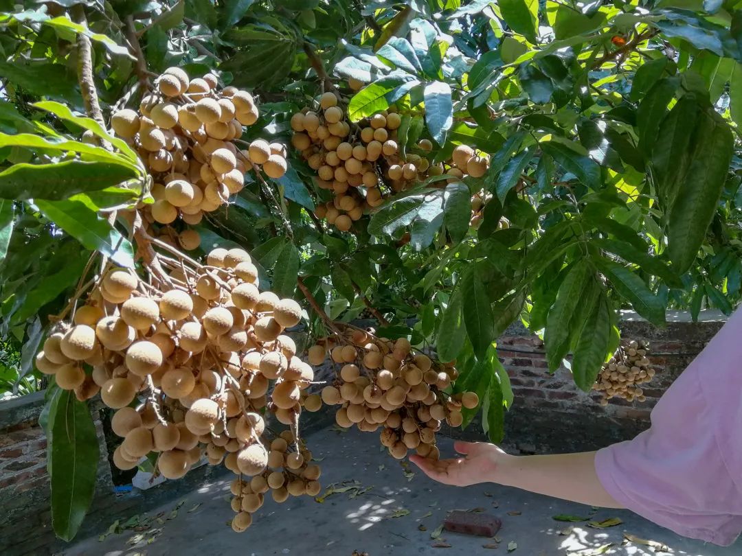 几月最适合吃什么水果,最适合七月吃的水果是什么